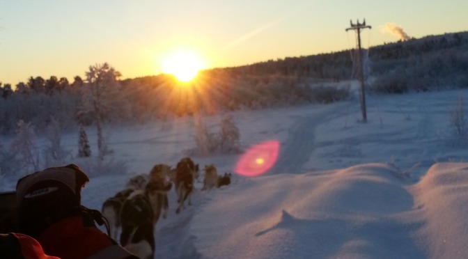 Dog Sledding in Kiruna